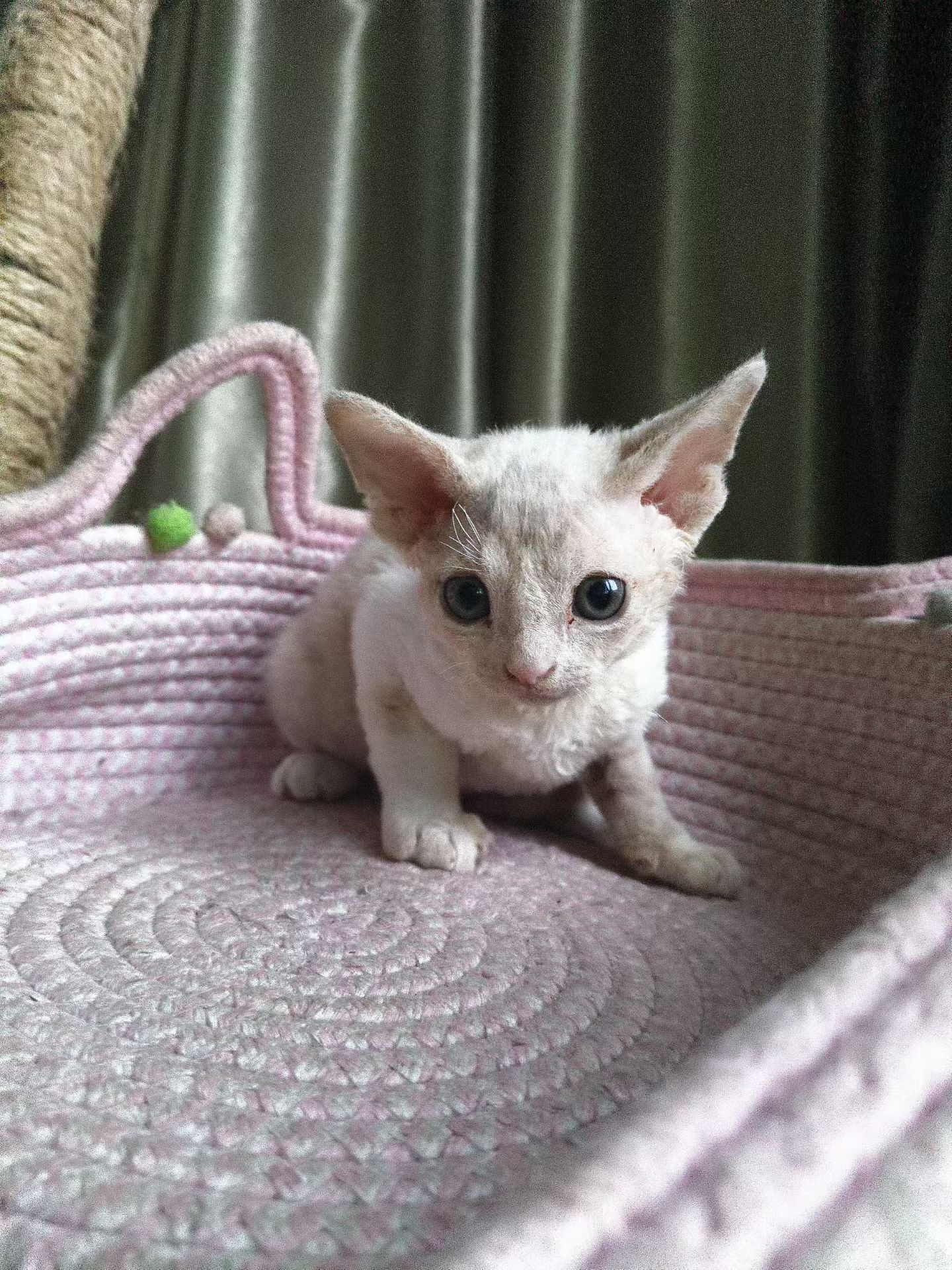 宠物级德文猫，支持上海上门挑选。可小刀。
自家生养。养猫5年